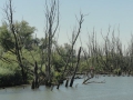 2016-08-17 Biesbosch 012