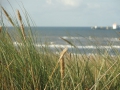 2015-09-25  BERGEN AAN ZEE (5) (Kopie)