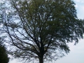 2006-09-13 (30)