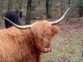 2007-01-03 Someren007