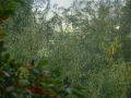 2007-10-08 Twente119