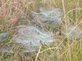 2007-10-08 Twente142