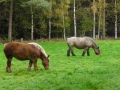 2007-10-08 Twente176