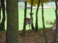 2007-11-07 Afferden 004