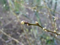 2008-02-13 Gorkum001