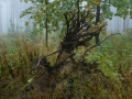 2008-09-22 Sauerland081