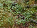 2008-09-22 Sauerland113