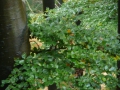 2008-09-22 Sauerland114