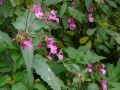 2008-09-22 Sauerland165