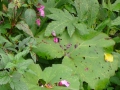 2008-09-22 Sauerland166