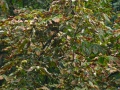 2008-09-22 Sauerland168