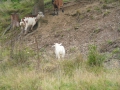 2008-09-22 Sauerland176