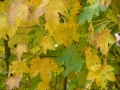 2008-09-22 Sauerland178