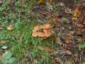 2008-09-22 Sauerland193