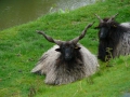 2009-05-06 Beesd009