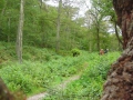 2009-06-03 Wolfheze002