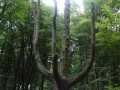 2009-06-03 Wolfheze007