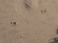 2009-06-17 Biezenmortel002