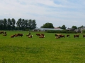 2009-06-17 Biezenmortel010
