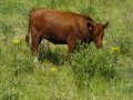2009-07-01 Ravenstein007