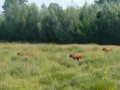 2009-07-01 Ravenstein008