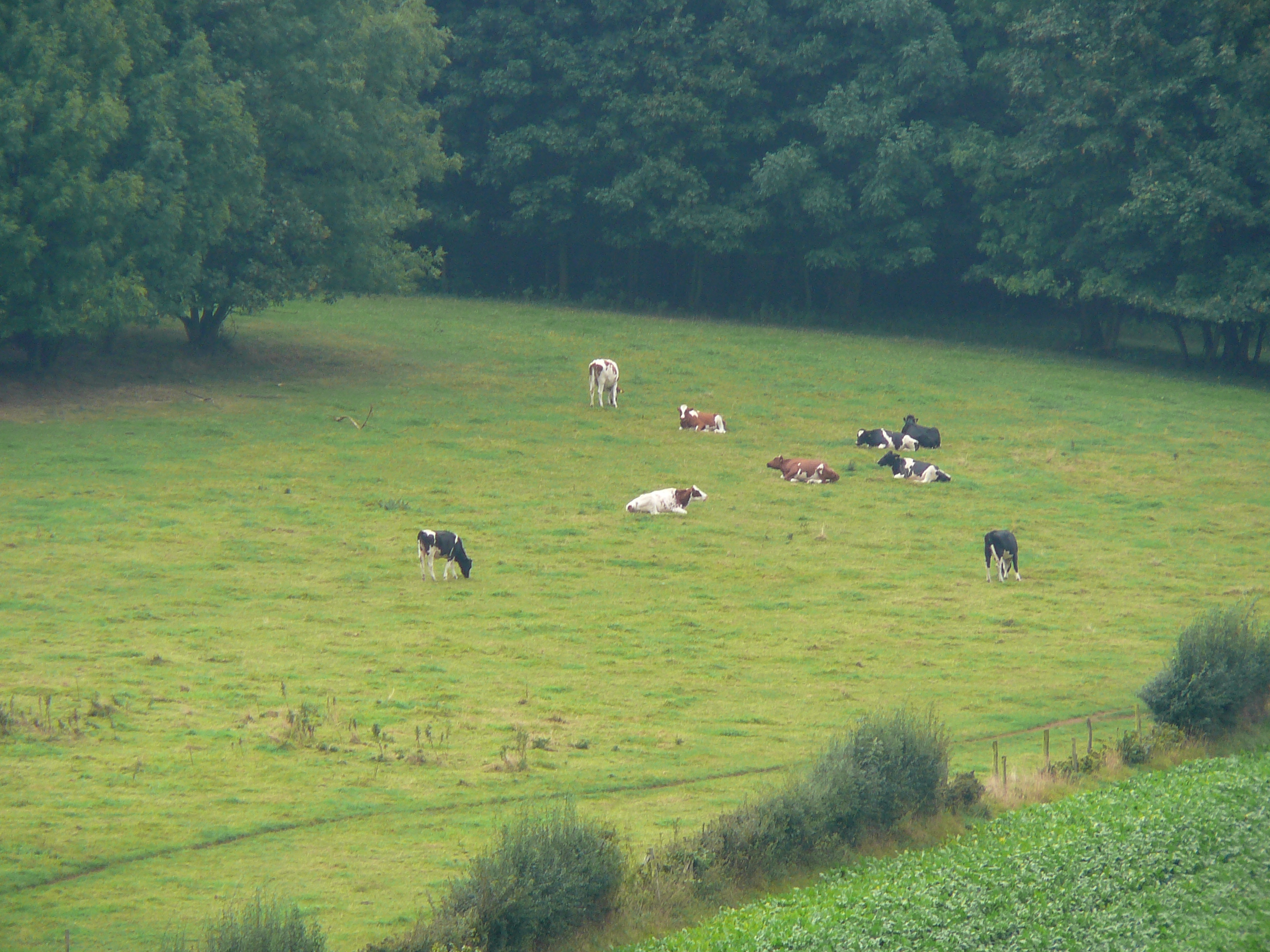 2009-09-14 Limburgweek010