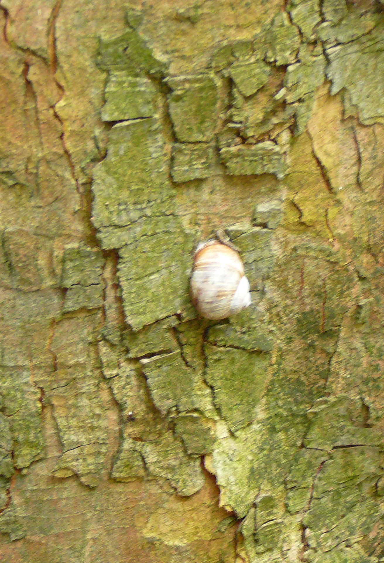 2009-09-14 Limburgweek011