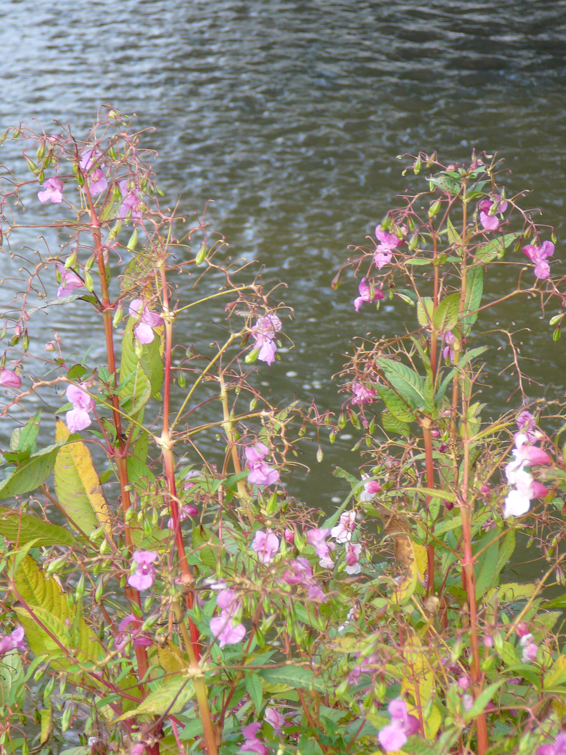 2009-09-14 Limburgweek049