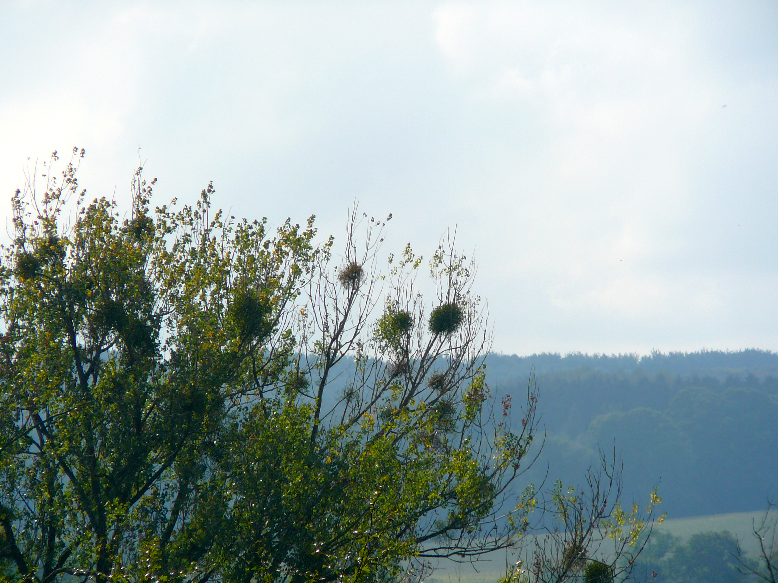 2009-09-14 Limburgweek069