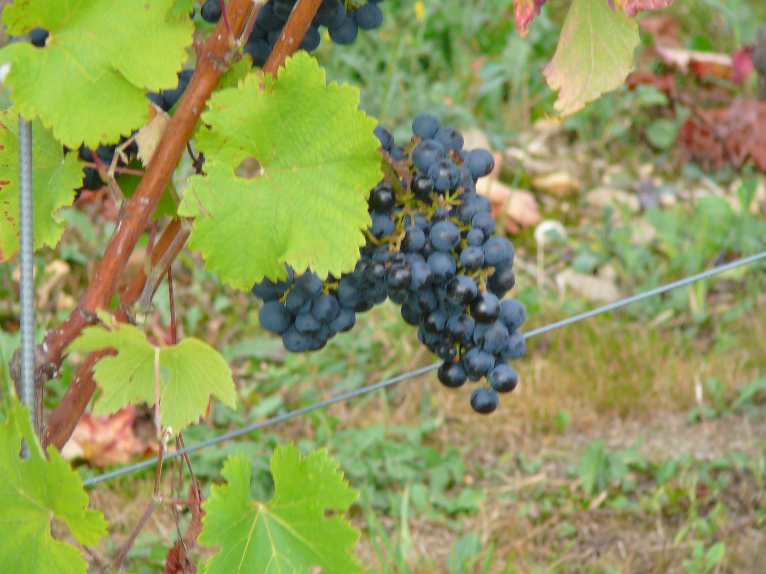 2009-09-14 Limburgweek079