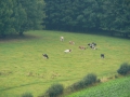 2009-09-14 Limburgweek010