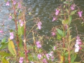 2009-09-14 Limburgweek049