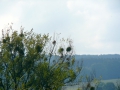 2009-09-14 Limburgweek069