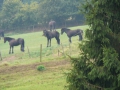 2009-09-14 Limburgweek158