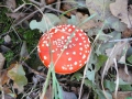 2009-10-07 Kampina016