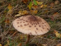 2009-11-04 Den Bosch014