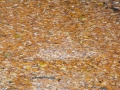 2009-11-18 15-jarigbestaan019