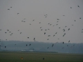 2010-01-27 Hilvarenbeek010