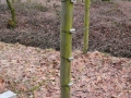 2010-02-24 Gastel008