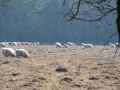 2010-03-11 Uden-Slabroek007