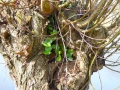 2010-04-07 Meerkerk004