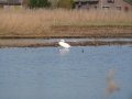 2010-04-07 Meerkerk006