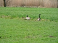 2010-04-07 Meerkerk014