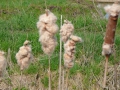 2010-04-07 Meerkerk016