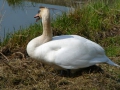 2010-04-07 Meerkerk024