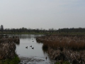 2010-04-07 Meerkerk026