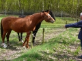 2010-04-21 Paalgraven011