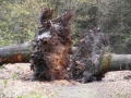 2010-04-21 Paalgraven016