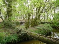 2010-05-05 Baarschot011