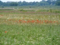 2010-06-16 Helvoirt018
